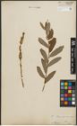 Foto von Salix purpurea L.